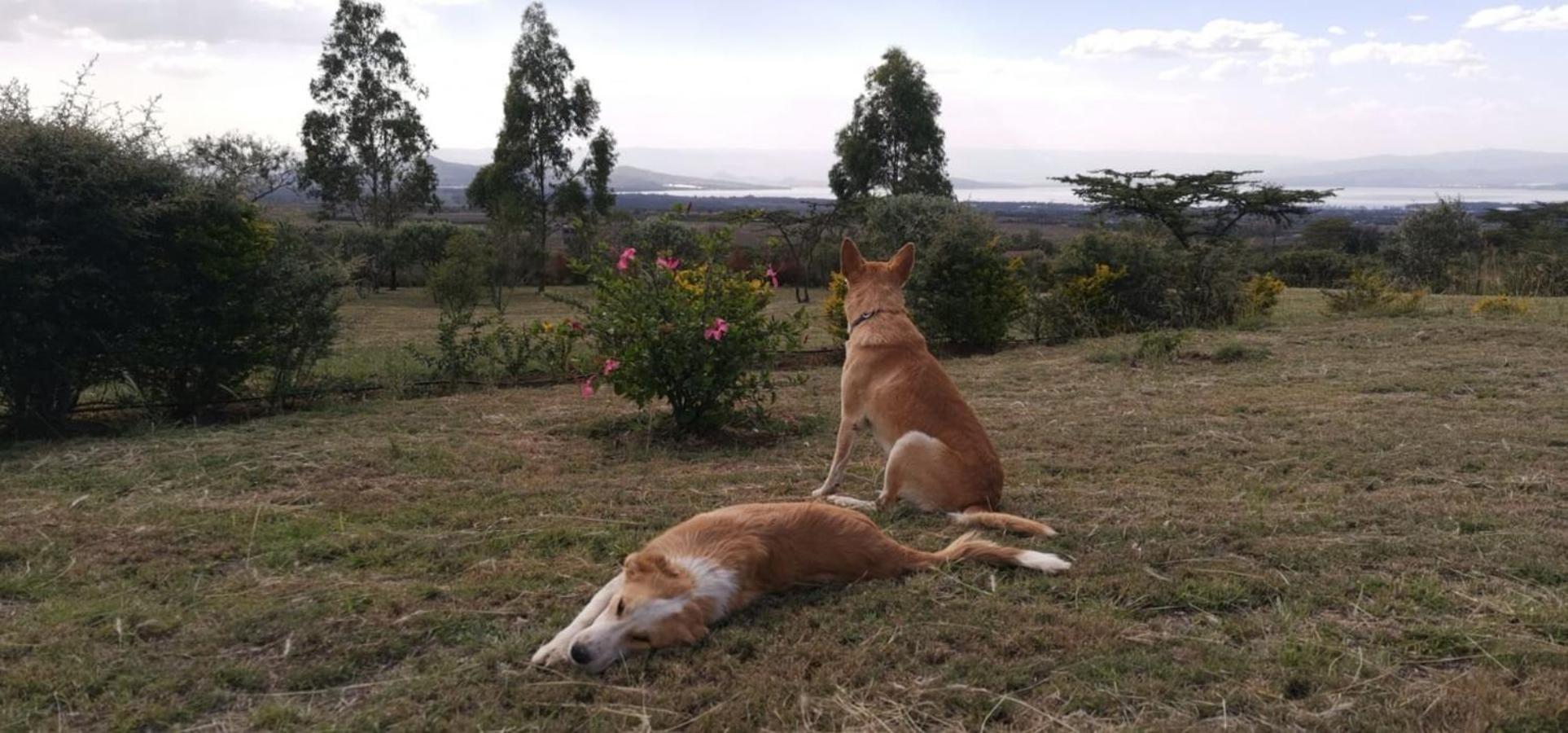 Homely Cottage Near Lake Naivasha, Elwai Visitor Centre Heni Village Eksteriør bilde